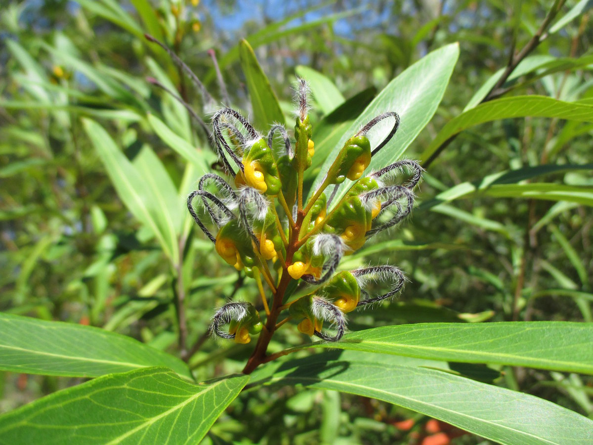 Image of Grevillea venusta specimen.