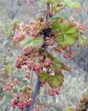 Ribes glabrum