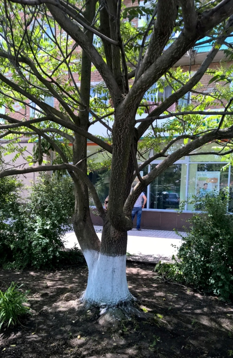 Image of Ailanthus altissima specimen.