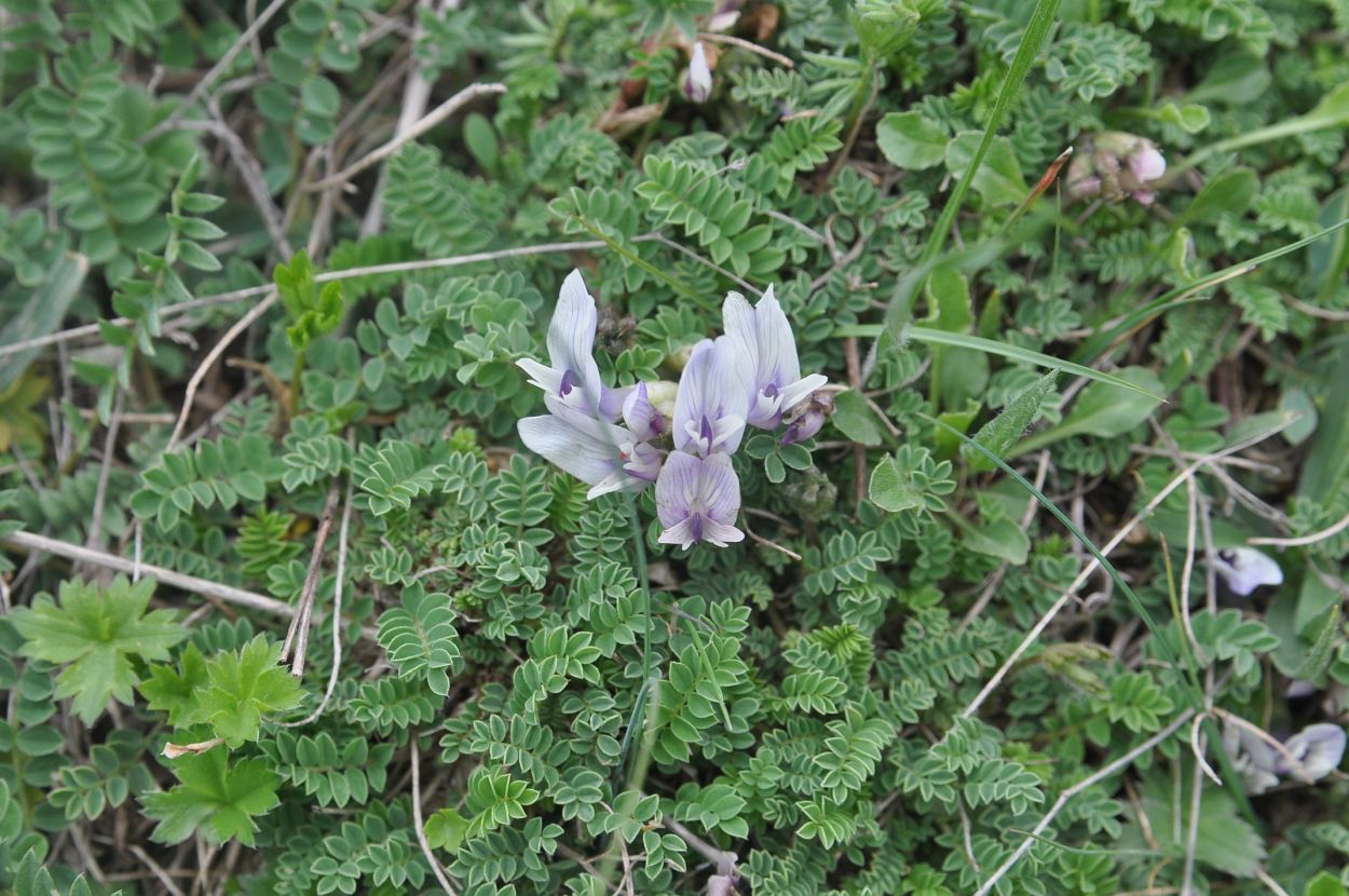 Изображение особи Astragalus levieri.