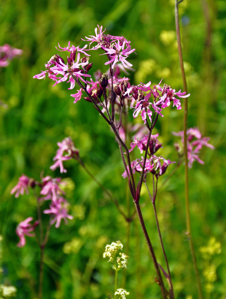 Изображение особи Coccyganthe flos-cuculi.