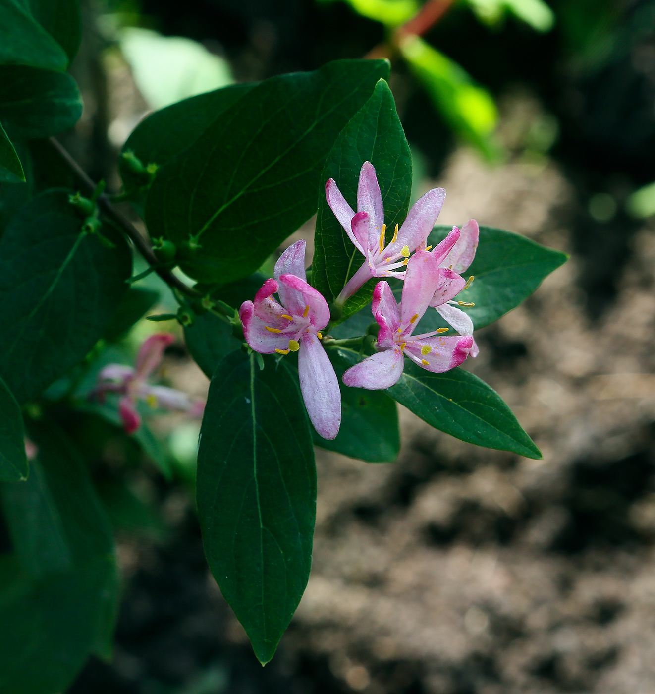 Image of Lonicera tatarica specimen.