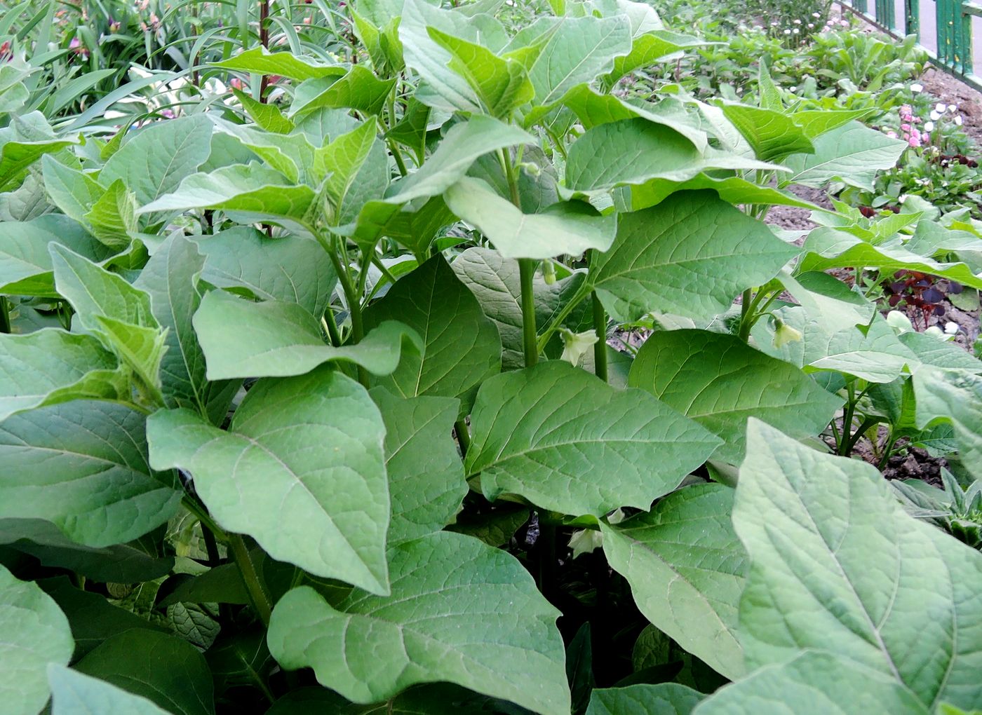 Image of Alkekengi officinarum specimen.