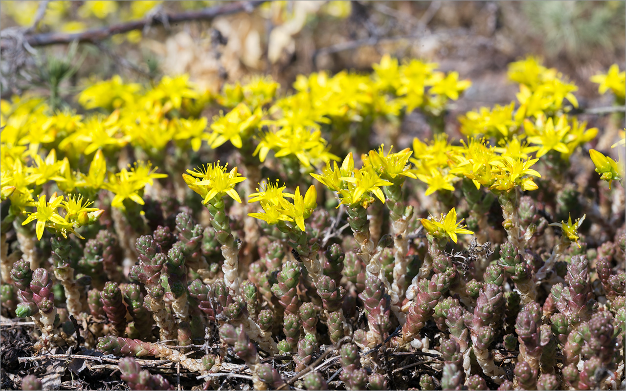 Изображение особи Sedum acre.