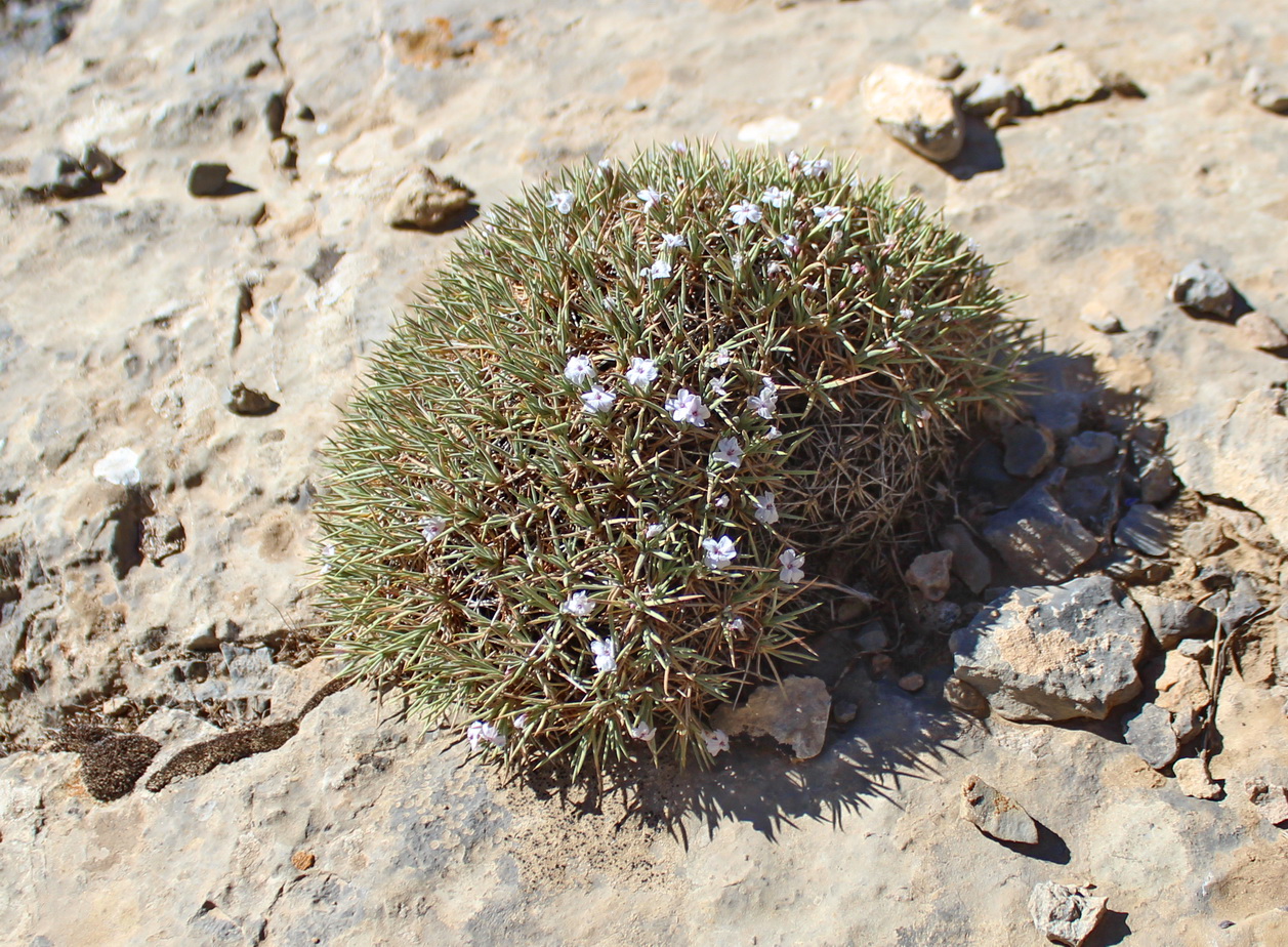 Image of Acantholimon erinaceum specimen.