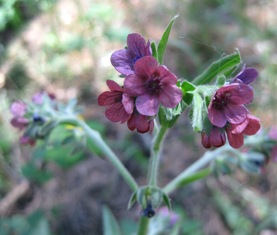 Image of Cynoglossum officinale specimen.