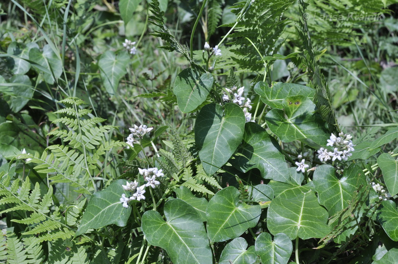 Image of Metaplexis japonica specimen.