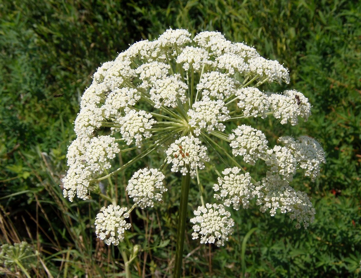 Image of Seseli libanotis specimen.