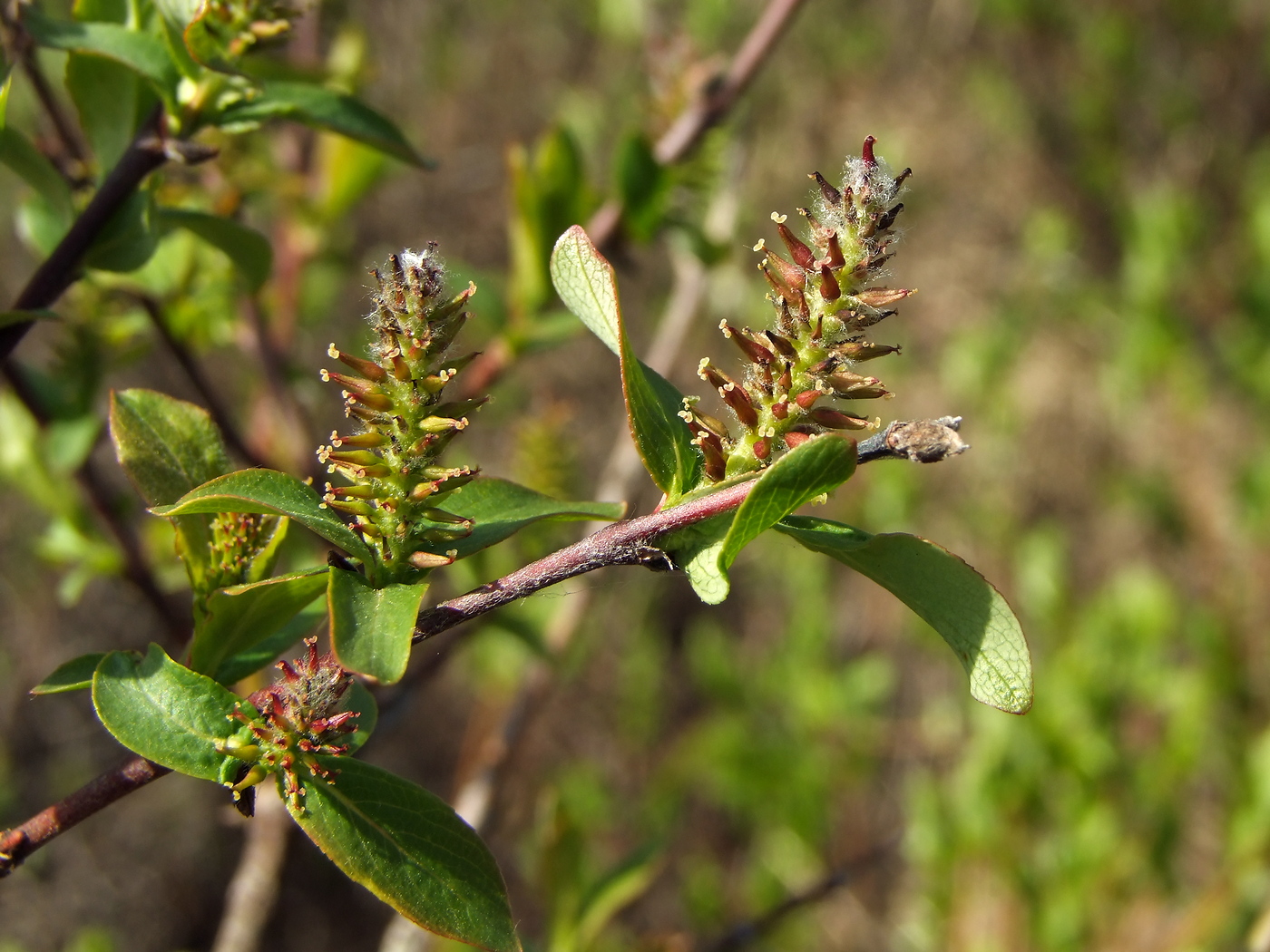 Изображение особи Salix hastata.