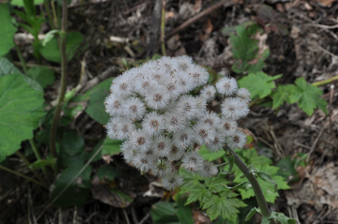 Image of Petasites albus specimen.