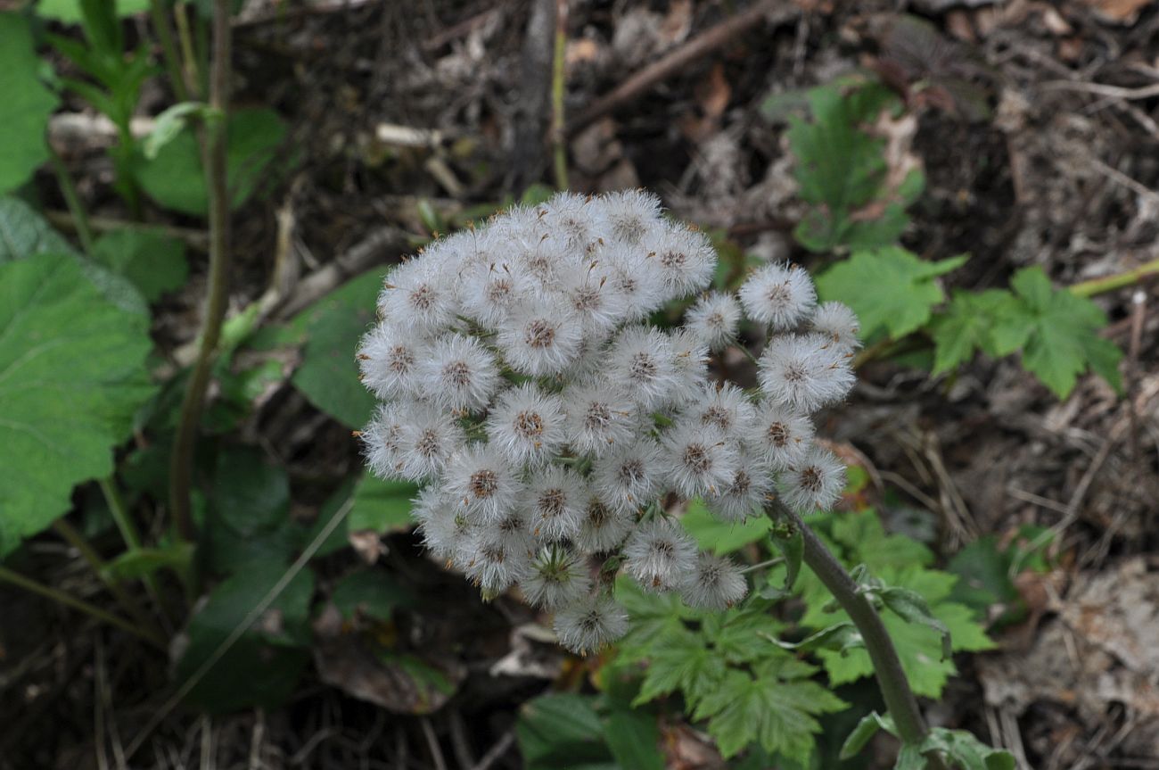 Изображение особи Petasites albus.