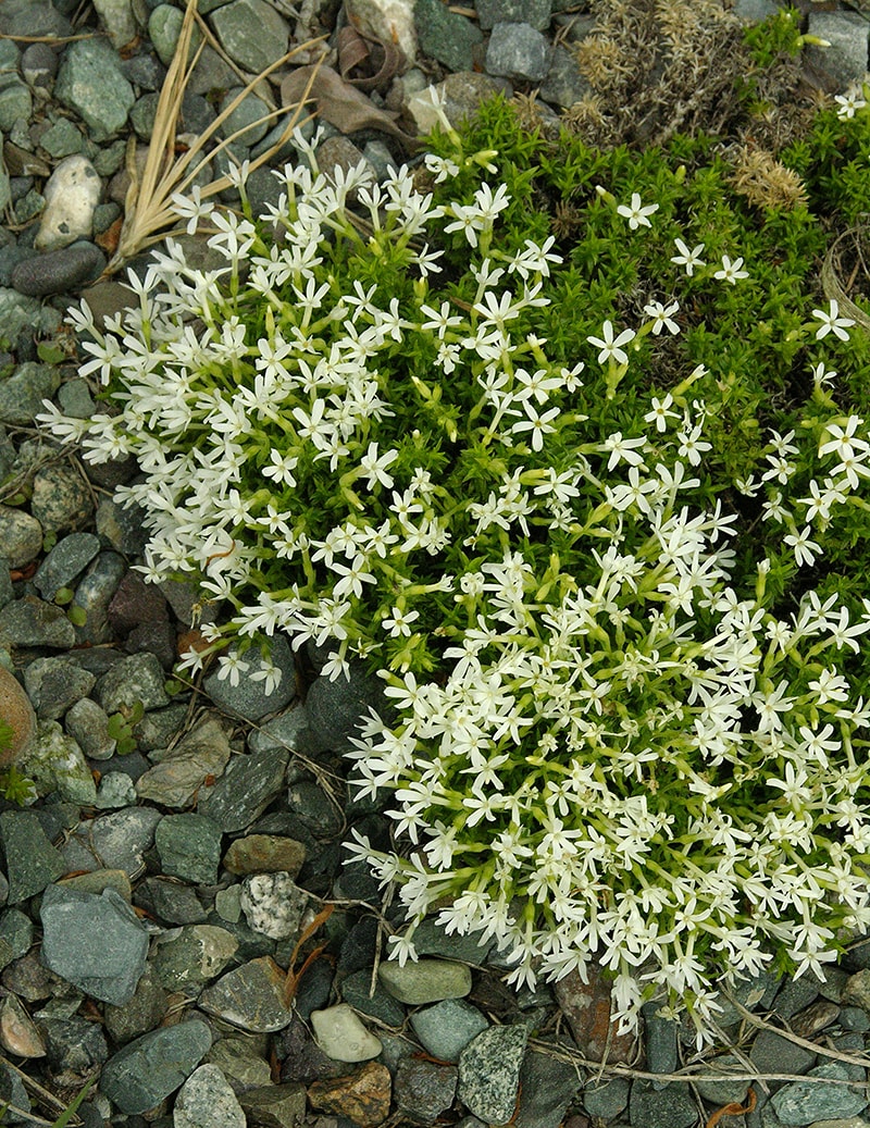 Image of Phlox covillei specimen.