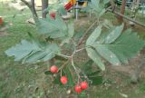 Sorbus hybrida. Ветвь с соплодием. Тверская обл., г. Тверь, Заволжский р-н, в дворовом озеленении. 04.09.2018.