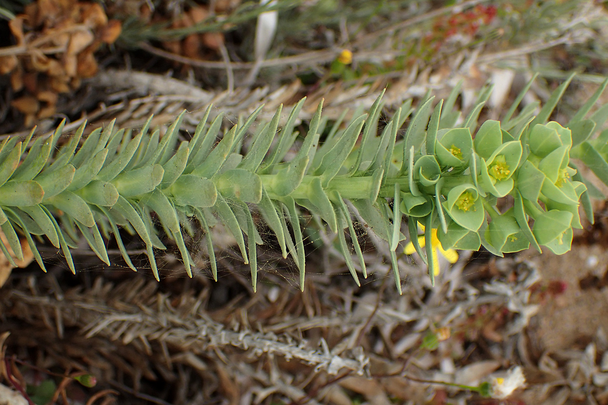 Изображение особи Euphorbia paralias.