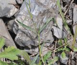 Dianthus caucaseus