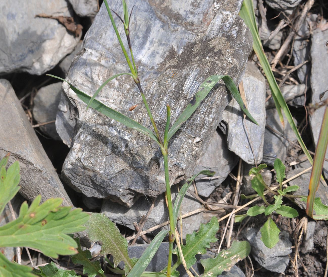 Image of Dianthus caucaseus specimen.