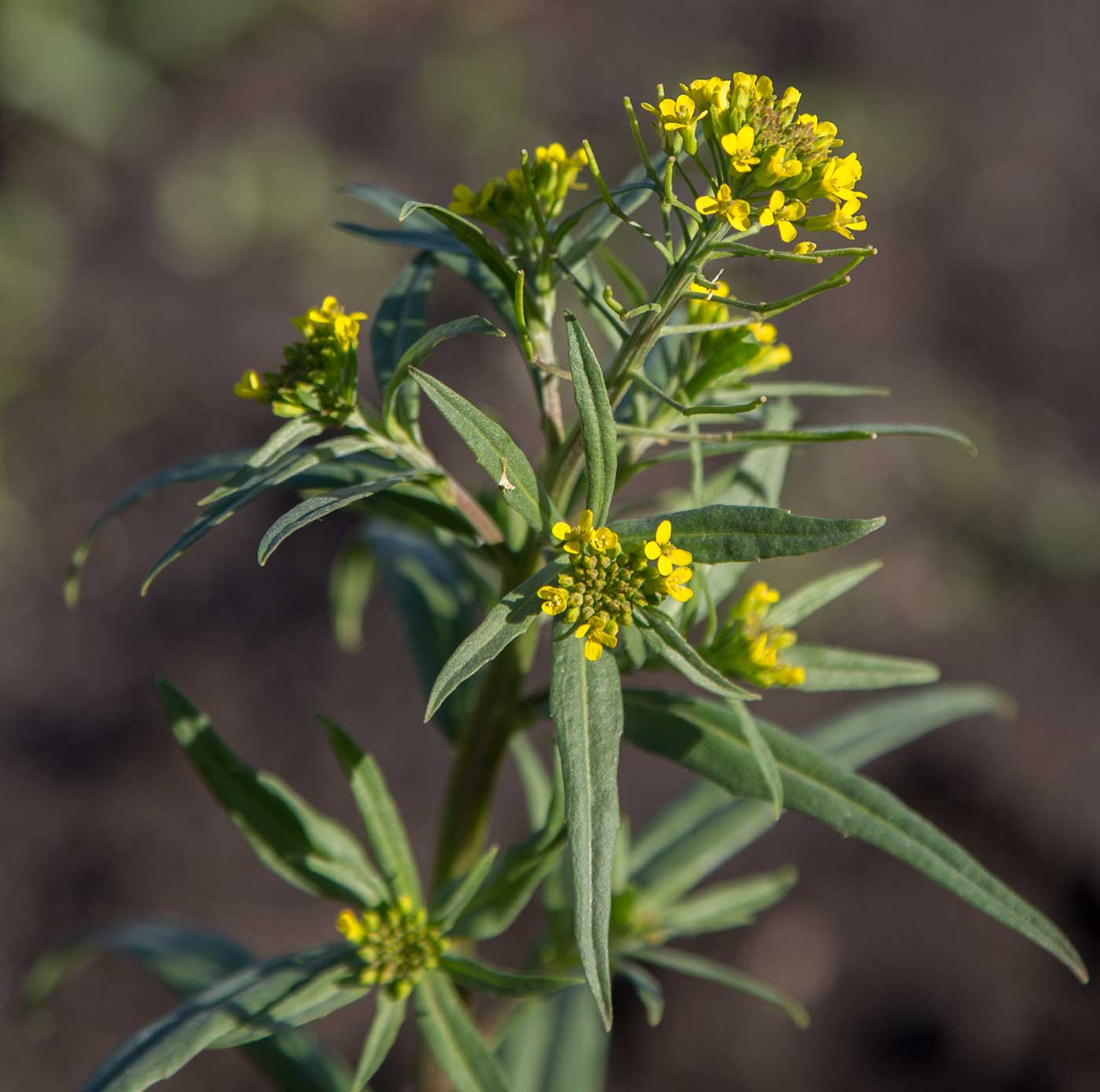 Image of Erysimum cheiranthoides specimen.