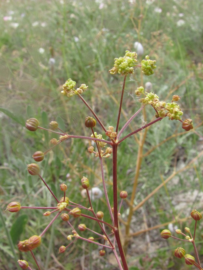 Image of Trinia glauca specimen.