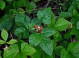 Rubus saxatilis. Верхушка плодоносящего растения. Мурманская обл., Хибины, долина р. Кунийок, опушка смешанного леса. 06.08.2018.