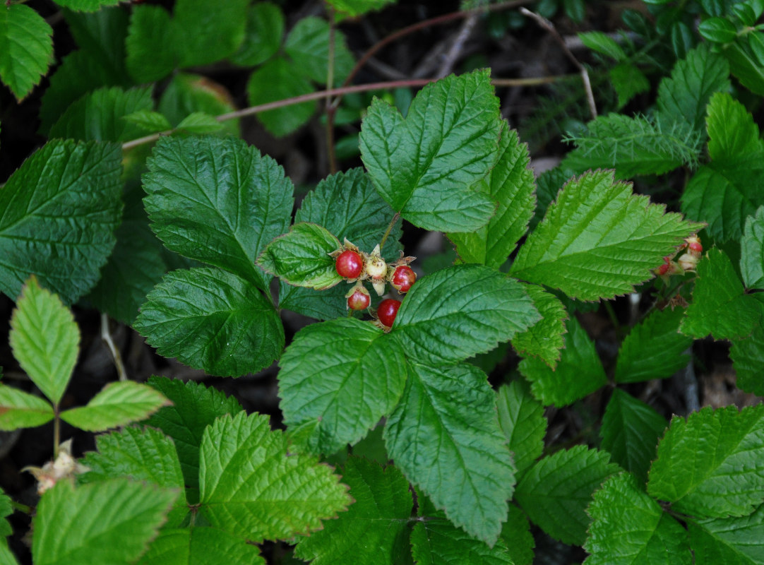 Изображение особи Rubus saxatilis.