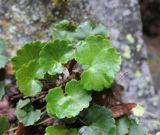 Saxifraga repanda