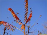 Rhus typhina. Верхушка с листьями в осенней окраске. Украина, Ивано-Франковская обл., Болеховский горсовет, Поляницкий сельсовет, Поляницкий региональный ландшафтный парк, туркомплекс \"Скала\", в культуре. 08.11.2018.