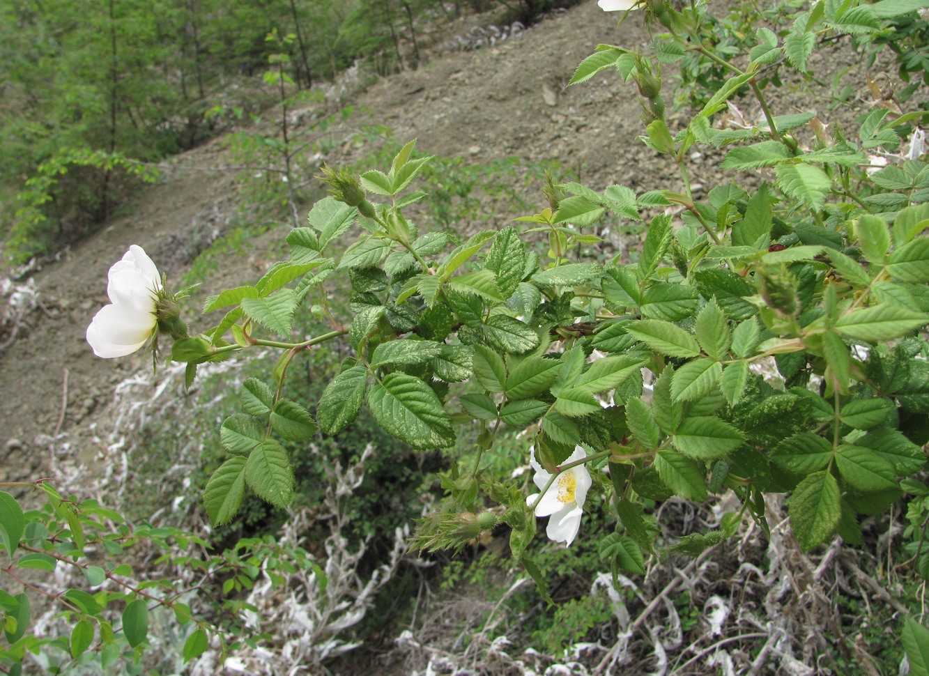 Image of Rosa balsamica specimen.