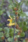 Betula rotundifolia. Верхушка ветви с соплодиями. Республика Алтай, Кош-Агачский р-н, Северо-Чуйский хребет, долина р. Актру, подножие поросшего лиственницей каменистого склона северо-западной экспозиции. 14.08.2018.