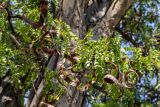 Gleditsia triacanthos. Части веток с плодами. Крым, г. Севастополь, в уличном озеленении. 24.09.2018.