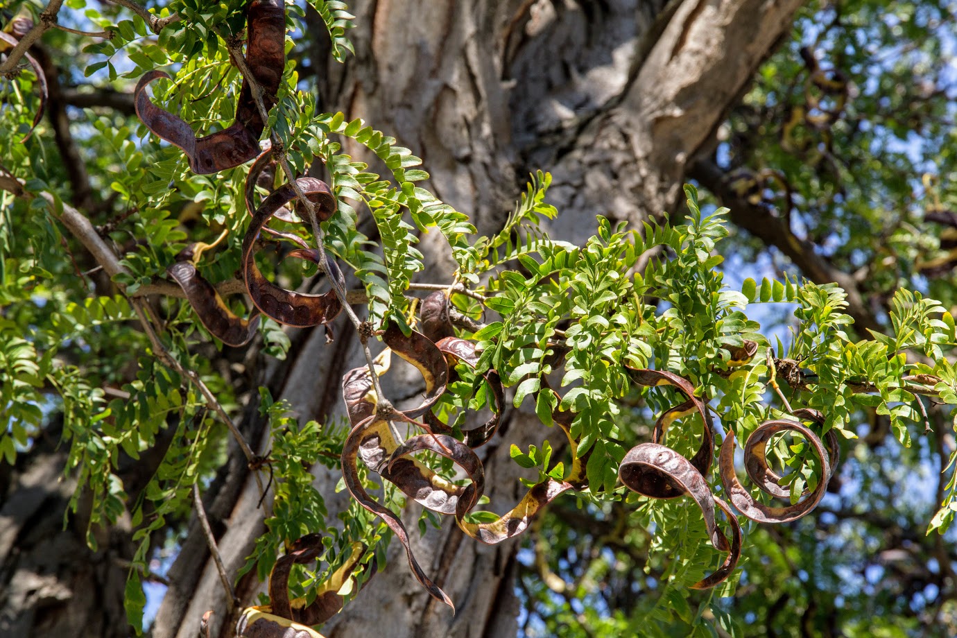 Изображение особи Gleditsia triacanthos.