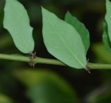 Thunbergia erecta. Часть стебля с листьями (вид с абаксиальной стороны). Танзания, автономия Занзибар, о-в Унгуджа, Central/South Region, курорт Kiwengwa, территория гостиницы, в культуре. 28.10.2018.