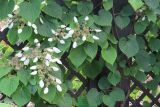 Schizophragma hydrangeoides