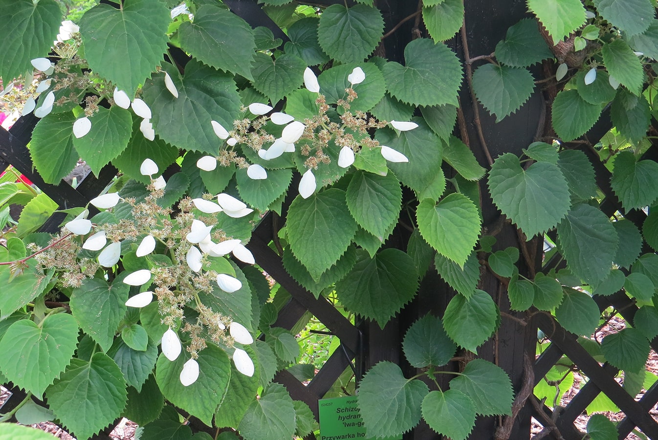 Изображение особи Schizophragma hydrangeoides.