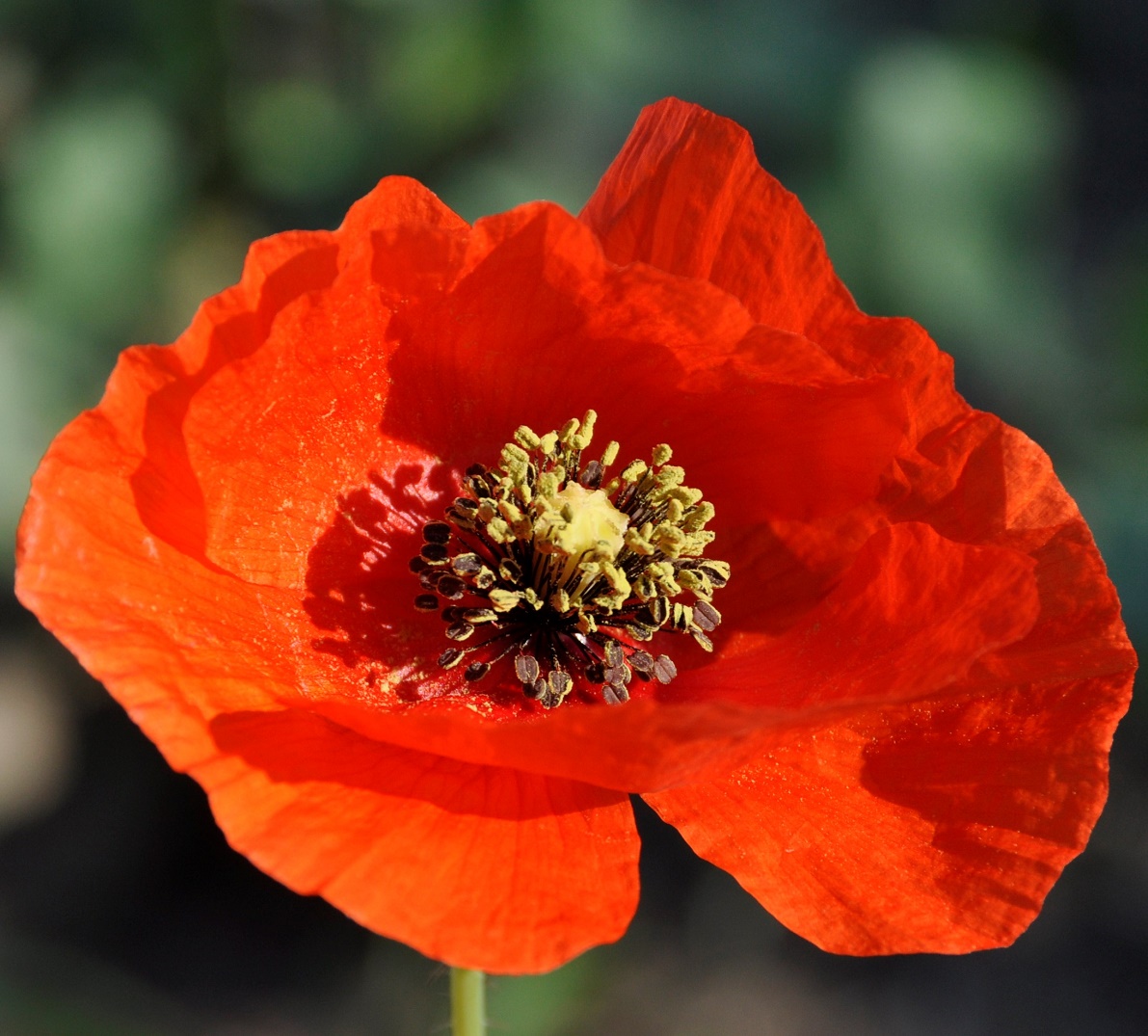 Image of Papaver rhoeas specimen.