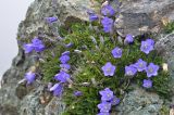 genus Campanula. Цветущeе растениe. Карачаево-Черкесия, Зеленчукский р-н, окр. пос. Архыз, хребет Абишира-Ахуба, пер. Агур Южный, 2980 м н.у.м., скальный выступ. 30.07.2018.