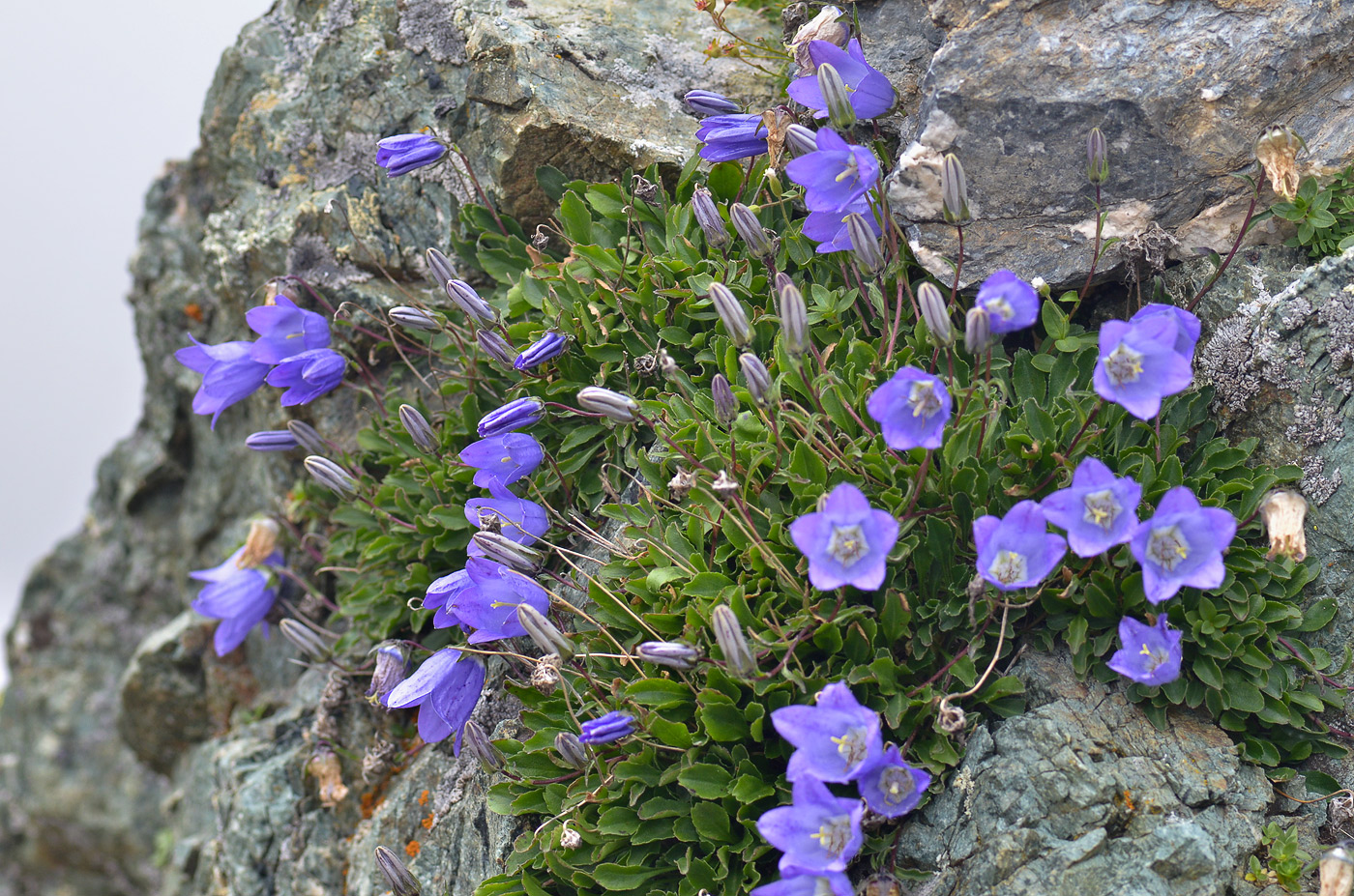 Изображение особи род Campanula.