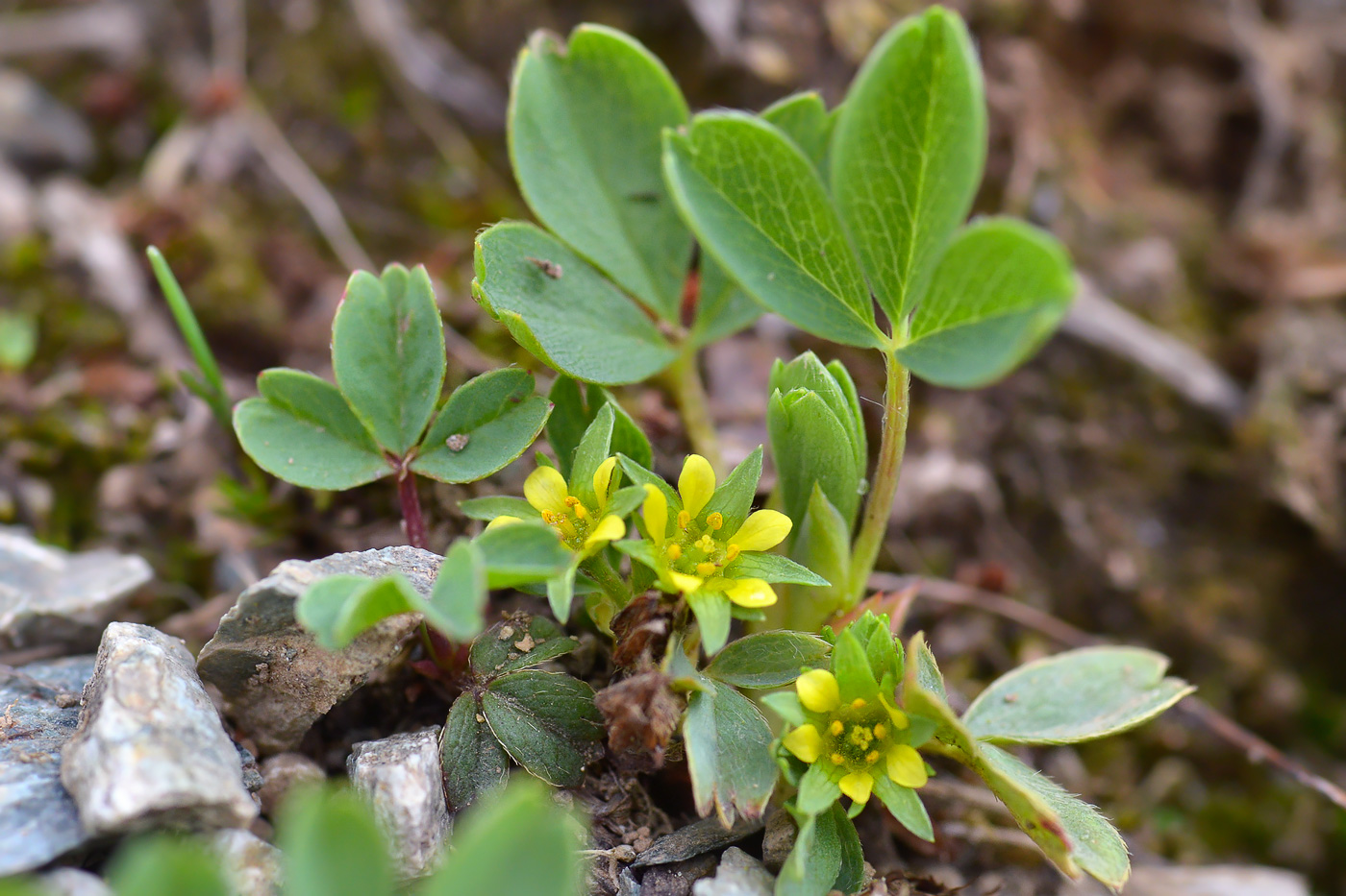Image of Sibbaldia parviflora specimen.