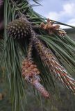 Pinus pinaster