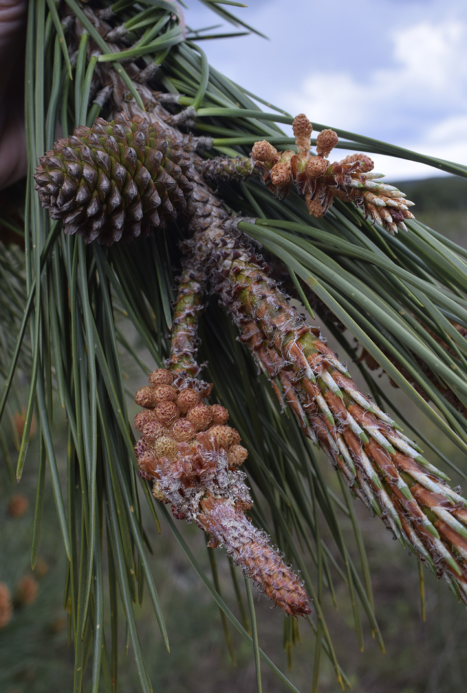 Изображение особи Pinus pinaster.