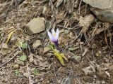 Crocus michelsonii