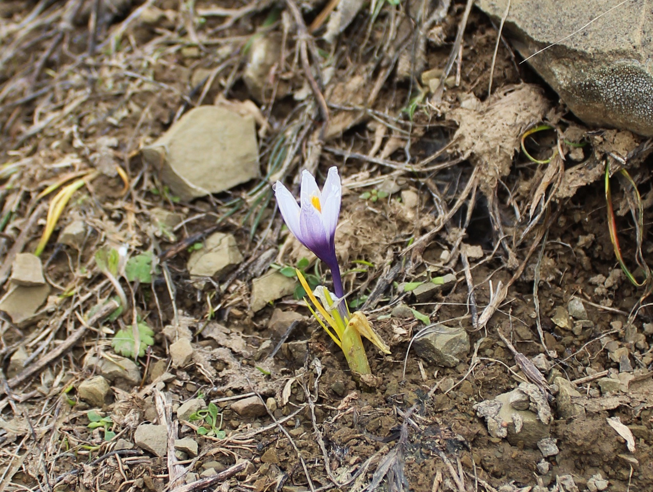 Изображение особи Crocus michelsonii.