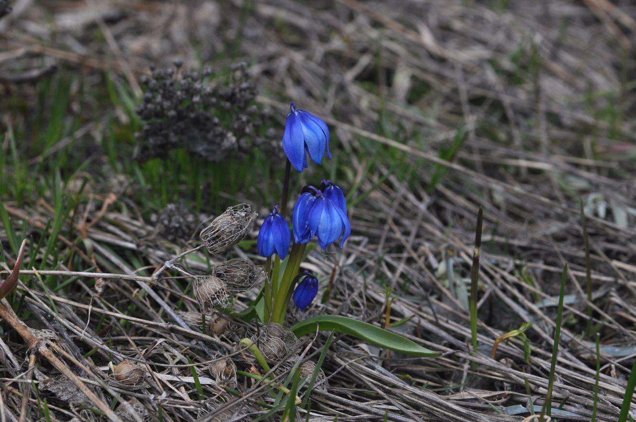 Изображение особи Scilla armena.