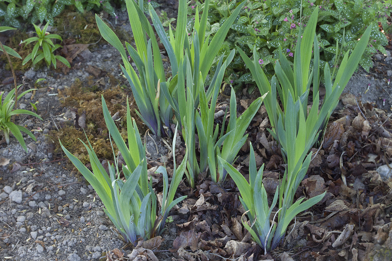 Image of Iris setosa specimen.