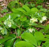 Helleborus caucasicus