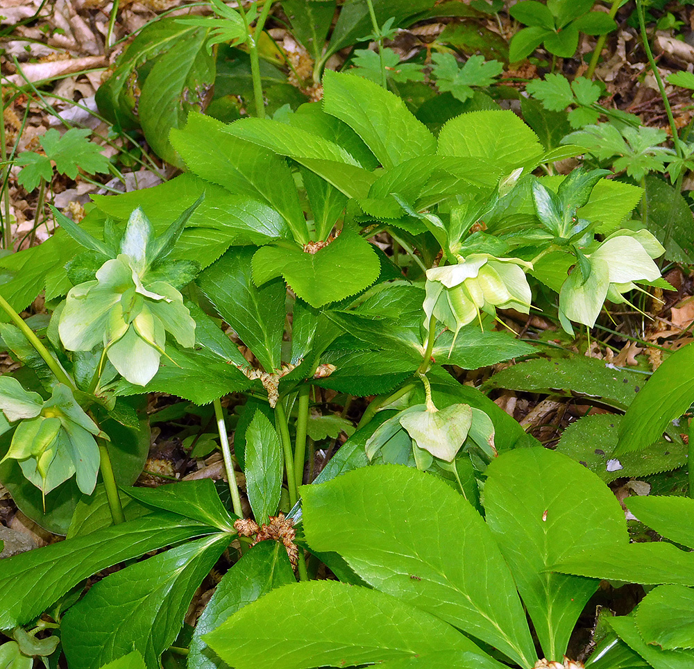 Image of Helleborus caucasicus specimen.