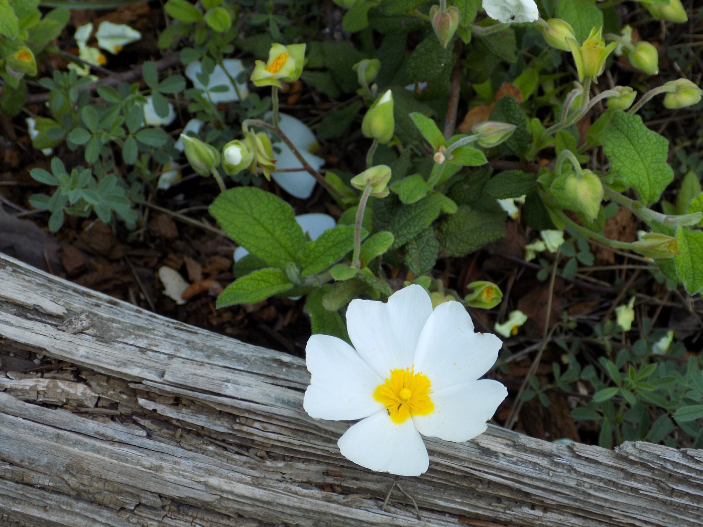 Image of Cistus salviifolius specimen.