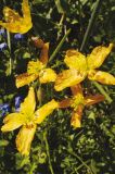 Papaver croceum