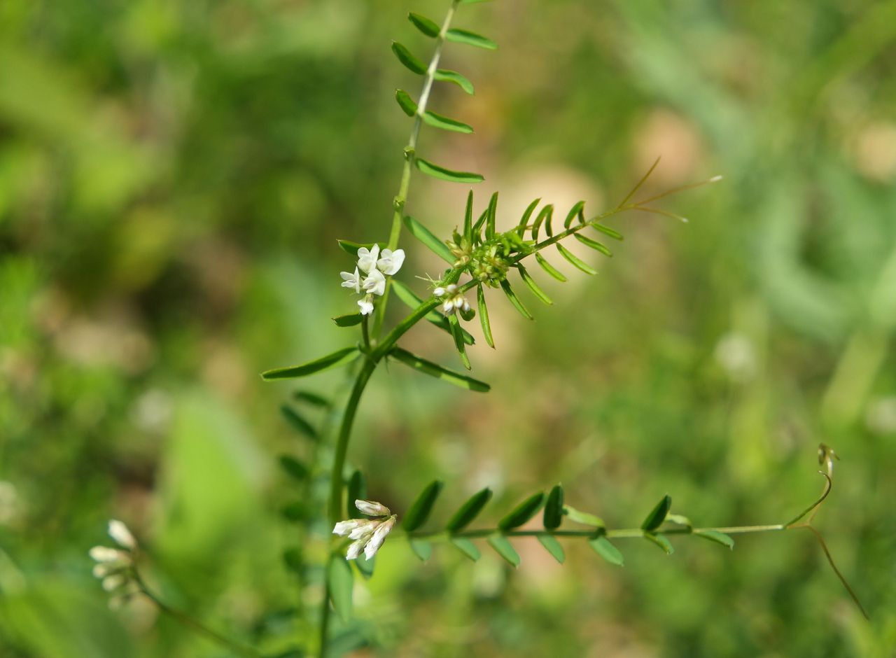 Изображение особи Vicia hirsuta.