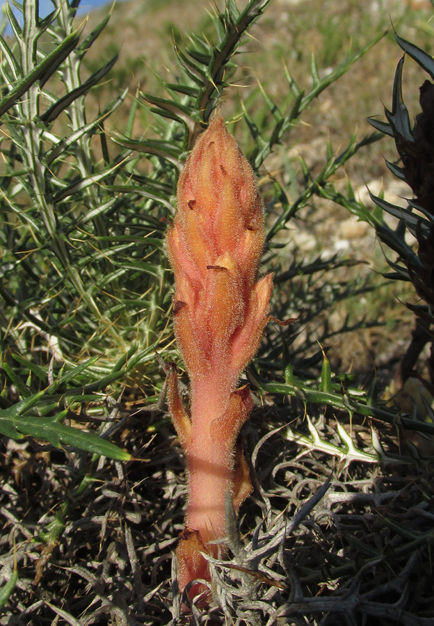 Изображение особи Orobanche centaurina.