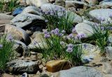 Allium schoenoprasum